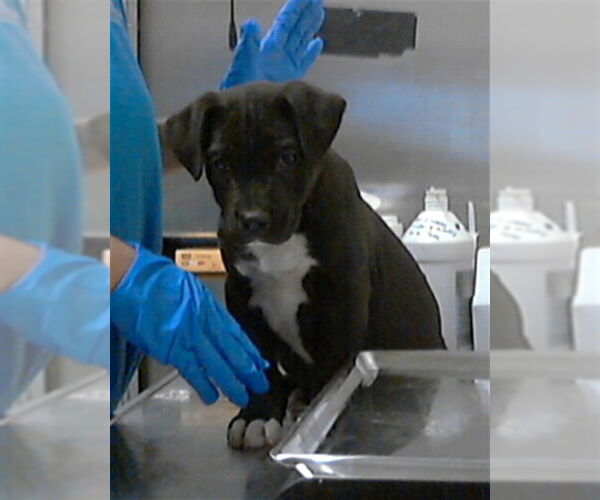 Medium Photo #1 Mutt Puppy For Sale in Fayetteville, NC, USA