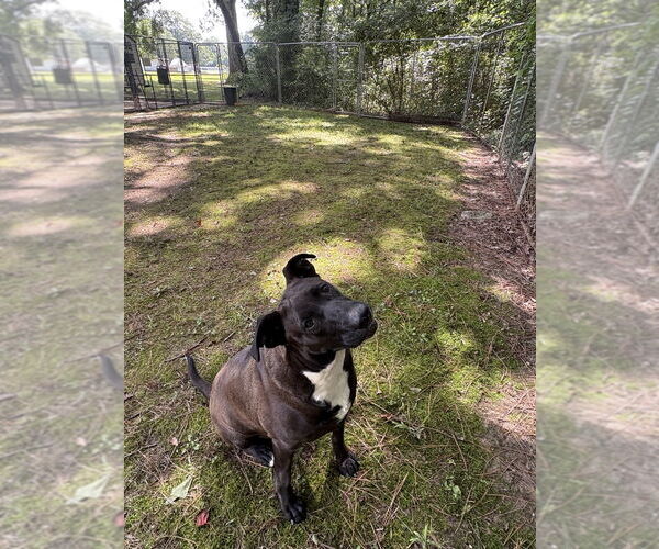 Medium Photo #2 American Pit Bull Terrier-Unknown Mix Puppy For Sale in Boston, MA, USA