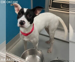 Mutt Dogs for adoption in Oklahoma City, OK, USA