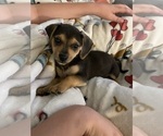 Small Photo #2 Beagle-Chiweenie Mix Puppy For Sale in FAIRBORN, OH, USA
