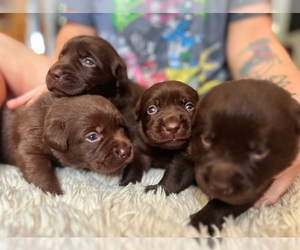 Labrador Retriever Litter for sale in DINWIDDIE, VA, USA