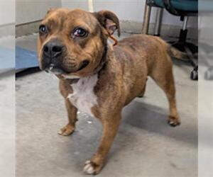 Boxer-Unknown Mix Dogs for adoption in Camarillo, CA, USA