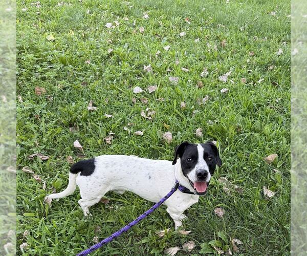 Medium Photo #3 Labrador Retriever-Unknown Mix Puppy For Sale in Elmsford, NY, USA