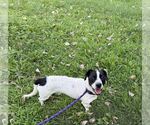 Small #2 Labrador Retriever Mix