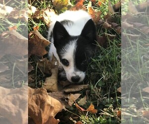 Yoranian Puppy for sale in SAINT LOUISVILLE, OH, USA