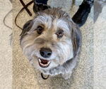 Small Photo #3 Aussiedoodle Miniature  Puppy For Sale in St. Louis Park, MN, USA