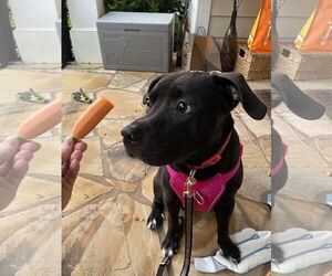 Astro - Male Boxador Dog for Adoption - Photo #13