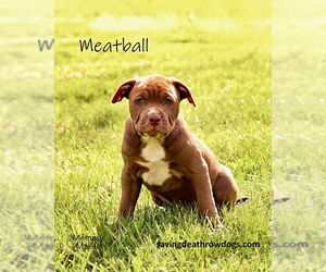 American Pit Bull Terrier-American Staffordshire Terrier Mix Dogs for adoption in Topeka, KS, USA