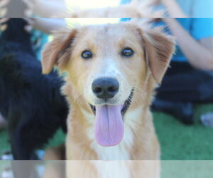 Australian Retriever Dogs for adoption in Chestertown, MD, USA