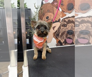 Father of the Yorkshire Terrier puppies born on 04/24/2026