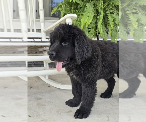 Medium Photo #3 Newfoundland Puppy For Sale in TILTON, IL, USA