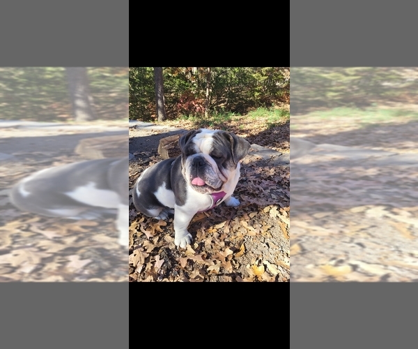 Medium Photo #1 Bulldog Puppy For Sale in ARGYLE, TX, USA