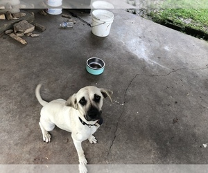 Black Mouth Cur Puppy for sale in INDEPENDENCE, LA, USA