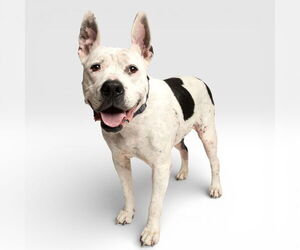 Mutt Dogs for adoption in Rowlett, TX, USA