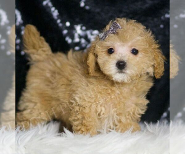 Medium Photo #3 Maltipoo Puppy For Sale in WARSAW, IN, USA