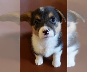 Medium Pembroke Welsh Corgi