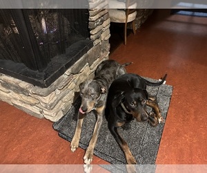Father of the Catahoula Leopard Dog puppies born on 06/27/2025