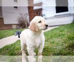 Small Photo #4 Golden Retriever Puppy For Sale in GRAND RAPIDS, MI, USA