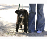 Small #3 Australian Shepherd
