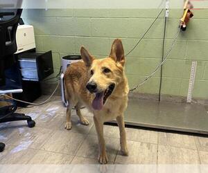 German Shepherd Dog-Unknown Mix Dogs for adoption in Grand Prairie, TX, USA