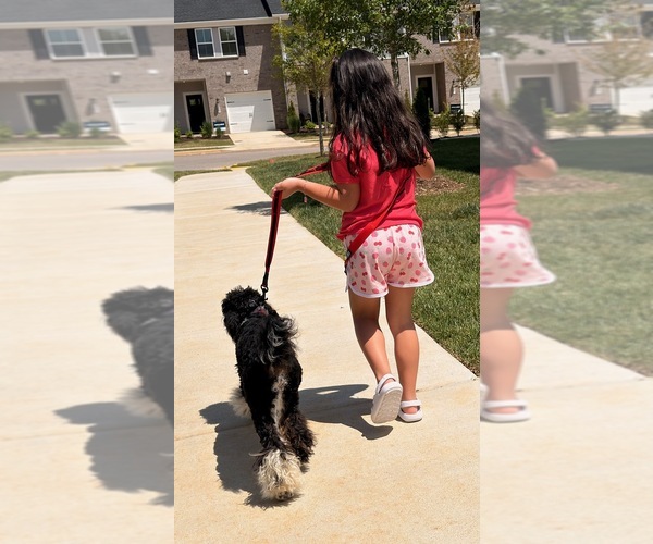 Medium Photo #7 Poodle (Standard) Puppy For Sale in FAIRVIEW, TN, USA