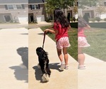 Small #6 Poodle (Standard)