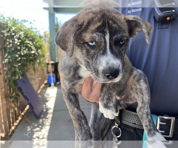 Medium Photo #1 Mutt Puppy For Sale in Corona, CA, USA