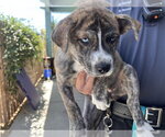 Small Mutt