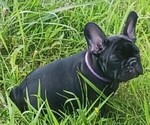 Small Photo #15 French Bulldog Puppy For Sale in TERRELL, TX, USA