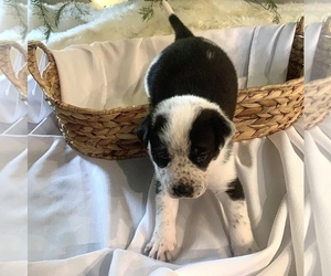 Labrador Retriever Puppy for sale in SPRINGTOWN, TX, USA