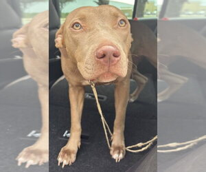 Mutt Dogs for adoption in Texas City, TX, USA