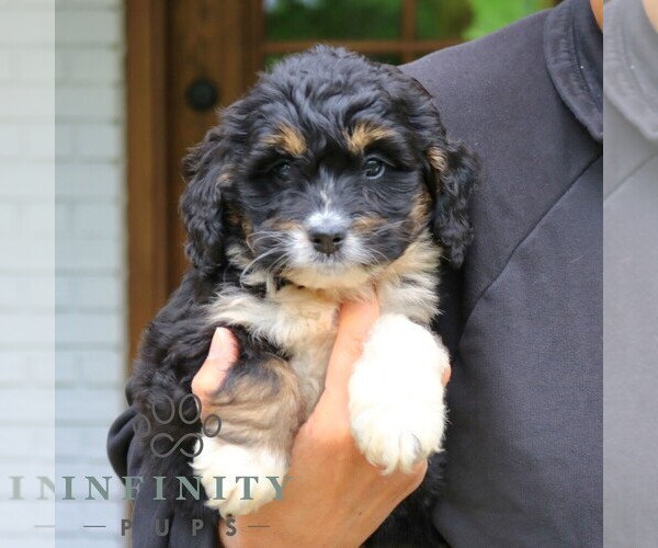 Medium Photo #2 Bernedoodle (Miniature) Puppy For Sale in NARVON, PA, USA
