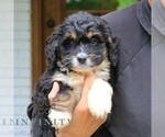 Small #1 Bernedoodle (Miniature)