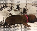 Small Photo #5 Bloodhound Puppy For Sale in N LITTLE ROCK, AR, USA