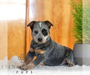 Australian Cattle Dog Puppy for sale in ATGLEN, PA, USA