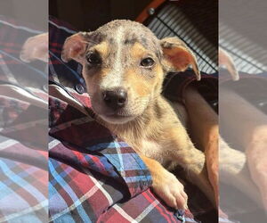 Medium Chihuahua Mix
