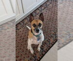 Small #7 Jack Russell Terrier Mix