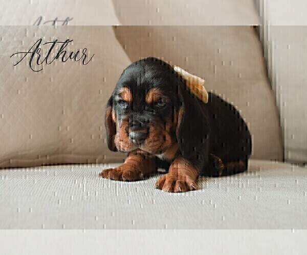 Medium Photo #2 Basset Hound Puppy For Sale in CUMMING, GA, USA