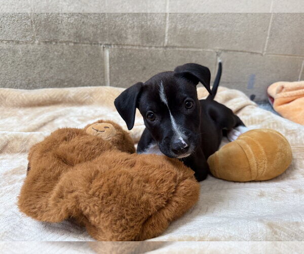 Medium Photo #1 Staffordshire Bull Terrier-Unknown Mix Puppy For Sale in Seal Beach, CA, USA