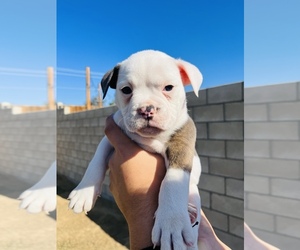 Olde English Bulldogge Puppy for sale in BAKERSFIELD, CA, USA