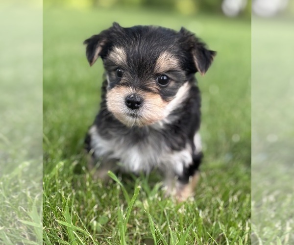 Medium Photo #7 Morkie Puppy For Sale in ROCK STREAM, NY, USA