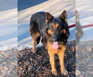 German Shepherd Dog Dogs for adoption in Stockton, CA, USA