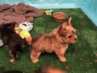 Small Photo #5 Yorkshire Terrier Puppy For Sale in CARLSBAD, CA, USA