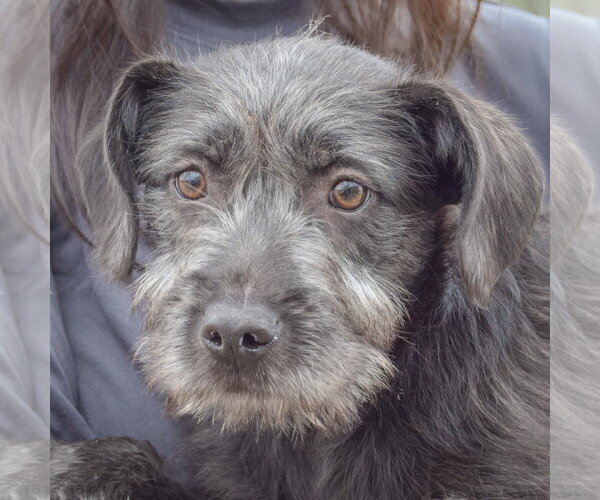 Medium Photo #5 Labrador Retriever-Unknown Mix Puppy For Sale in Huntley, IL, USA