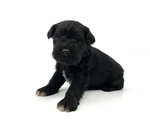 Small Photo #4 Schnauzer (Miniature) Puppy For Sale in WINTERVILLE, GA, USA