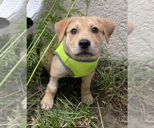 Mutt Dogs for adoption in Laramie, WY, USA