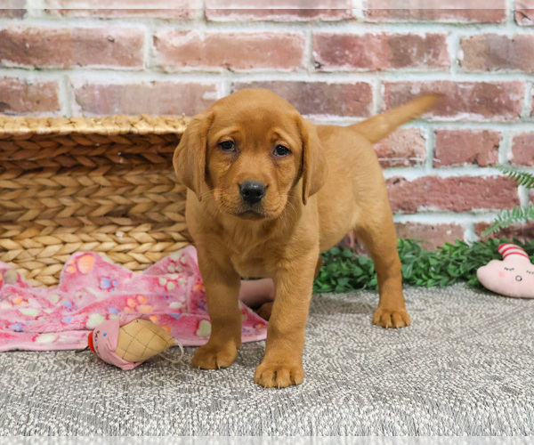 Medium Photo #8 Labrador Retriever Puppy For Sale in SYRACUSE, IN, USA