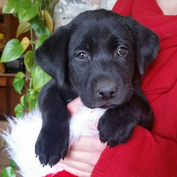 Medium Photo #1 Labrador Retriever Puppy For Sale in TUCSON, AZ, USA