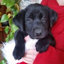 Small Photo #1 Labrador Retriever Puppy For Sale in TUCSON, AZ, USA