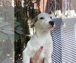 Small #4 American Pit Bull Terrier Mix